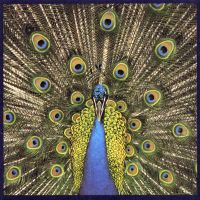 The Bluetones - Expecting To Fly - CD